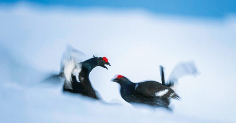 black grouse on the snow, Trentino Alto-Adige, Italy